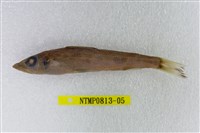 藏品(黑緣青眼魚)的圖片